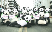「パンダ人」が上海や武漢でフラッシュモブ　市民を都江堰へ招待