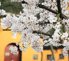 中国各地で桜が開花　花見を楽しむ市民