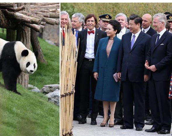 習主席とベルギー国王がパンダ飼育施設開園式に出席