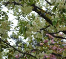 珍しい緑の桜　花見を楽しむ市民