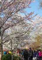 北京　玉淵潭公園の桜が見頃に