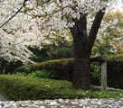 東京の桜の雨