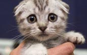 「憂い顔」の子ネコがネットで人気