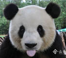 雲南省　テレビでストレス解消のパンダが元気を取り戻す