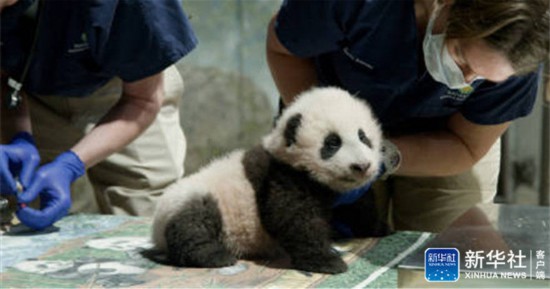 2020年11月、米首都ワシントンD.C.のスミソニアン国立動物園で撮影されたパンダの赤ちゃん「小奇跡」（画像はスミソニアン国立動物園が提供）。