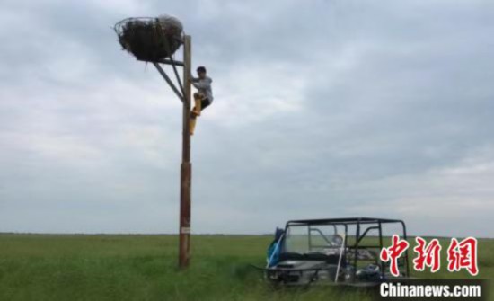 人工巣塔を設置する男性職員。画像は黒竜江省洪河国家級自然保護区が提供
