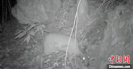 広西チワン族自治区の自然保護区の赤外線カメラに映っていたコビトジャコウジカ。　