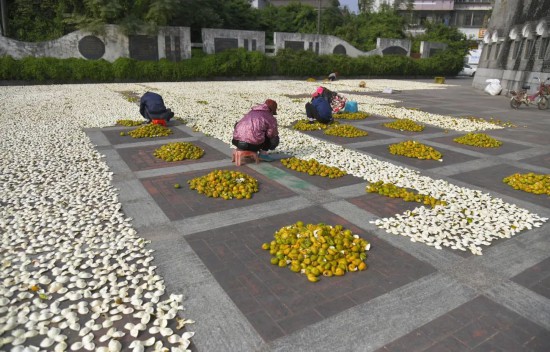 新会区天馬村で柑橘の皮を天日干しして「陳皮」を作る女性たち。