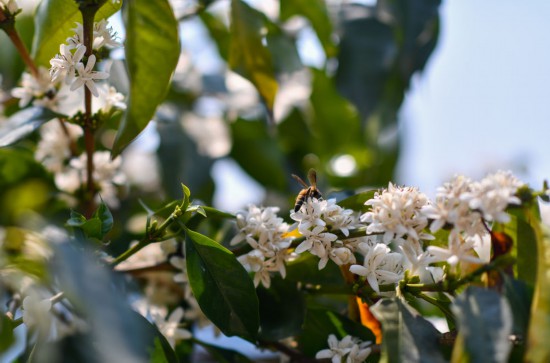 雲南省普洱市にある野鴨塘河谷コーヒー農園で、コーヒーの花の蜜を吸うミツバチ（3月27日撮影・江文耀）。