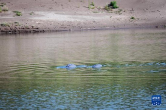 放流された後、水面に姿を表したスナメリ（4月25日撮影・伍志尊）。