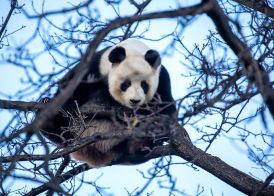 2021年8月7日、オーストラリアのアデレード動物園で木に登る「福妮」（写真提供・アデレード動物園）。