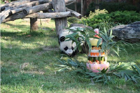 2018年8月4日に撮影された誕生日ケーキに興味津々な様子のフランスのボーヴァル動物園で暮らすパンダ「圓夢」（写真提供・ボーヴァル動物園）。