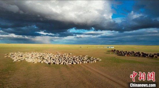 内蒙古自治区・錫林郭勒大草原で目にすることができる夏の大移動（撮影・崔博群）。