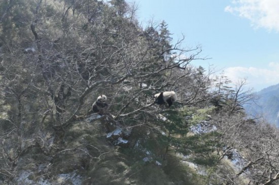 3月3日、パンダ国家公園の職員が発見した野生のパンダ2頭（ドローンで撮影、画像はパンダ国家公園唐家河区域が提供）