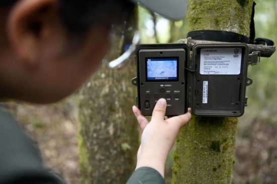 5月15日、パンダ国家公園滎経区域で、赤外線カメラに映るパンダをチェックする科学研究検査責任者。撮影・胥氷潔
