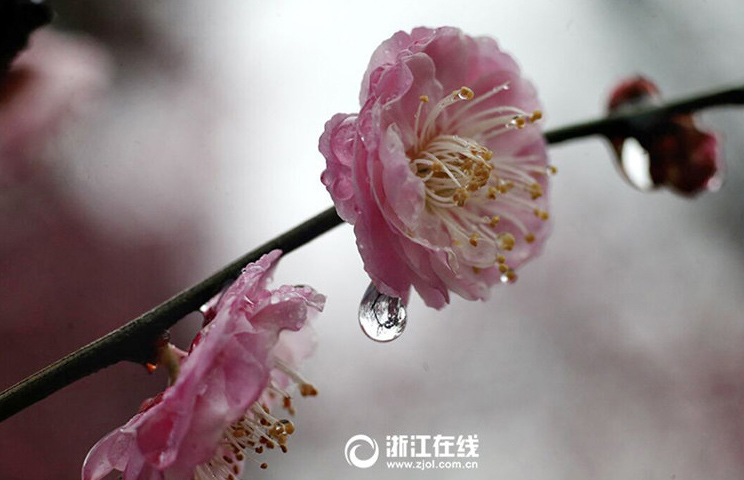 雨に濡れる梅の花からほのかに漂う香り　杭州