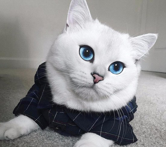 「世界で最も美しい猫」、真っ白な毛並みにサファイヤのような目