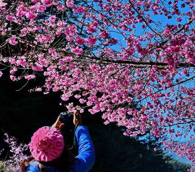美しい満開の桜、春を迎える台湾