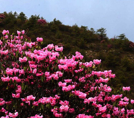 高山で一面に自生するツツジ、国内最大規模の「花畑」　重慶