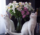 「オッドアイ」の双子の白猫