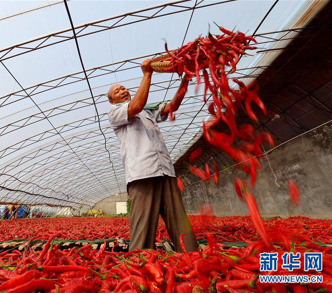 トウガラシが農家の所得増大に貢献　河北省