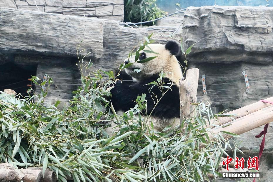 北京で厳しい冷え込み　パンダも室内に避難