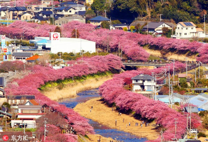 河津町のカワヅザクラ850本が満開に　華やかなピンクに彩られた絶景