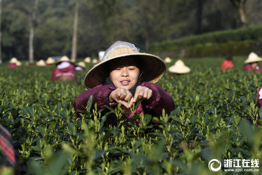 茶摘みをする杭州市梅家塢村の茶農家。