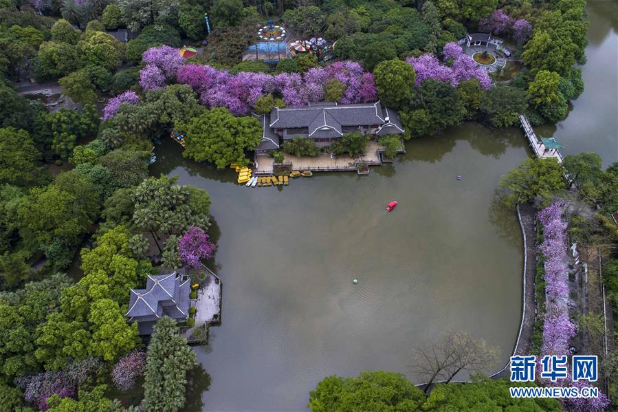満開のバウヒニアが美しい色どりを添えている柳州市の柳侯公園（ドローンによる撮影・黄孝邦）。