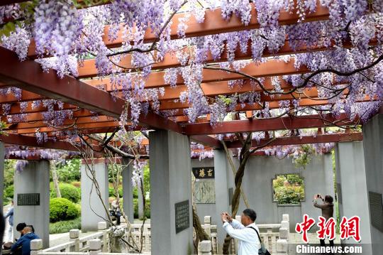 開花シーズンを迎え、薄紫色の花が風に揺れる様子（撮影・王亜東）。