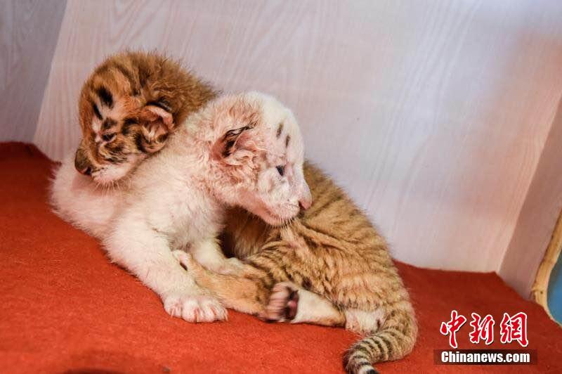 ゴールデンタイガーとホワイトタイガーの双子の赤ちゃん（画像は杭州野生動物世界が提供）。