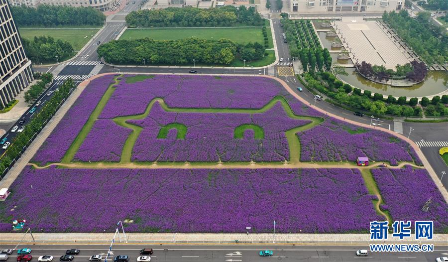 一面に広がる紫色の花畑　天津市