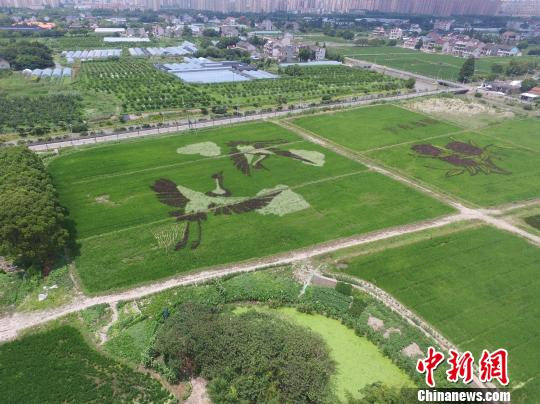 約1.33ヘクタールの青々と稲穂の育つ水田のキャンパスに描かれた翼を広げた2羽のツル（撮影・張亨偉）。