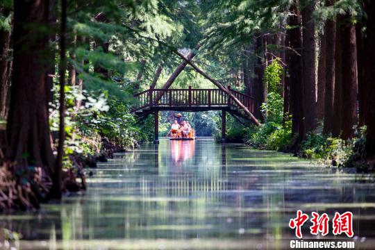 緑溢れる森の川を進み絶景を楽しめる江蘇省泰州市の水上森林公園