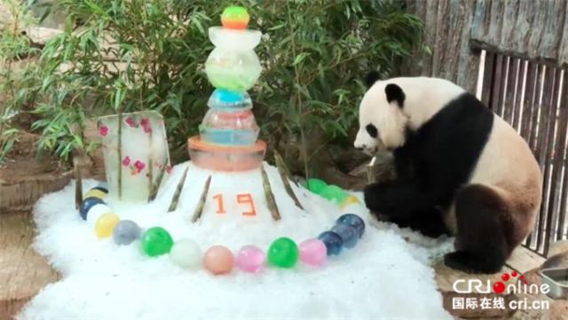 2019年8月6日、パンダ「創創」の19歳の誕生日を祝うため、チェンマイ動物園が用意した特製の氷のケーキ。