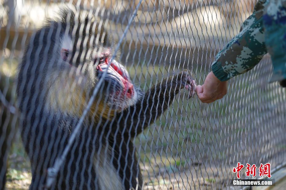 動物園の動物たちも東北地方の風習に倣いご馳走たっぷり　黒竜江省