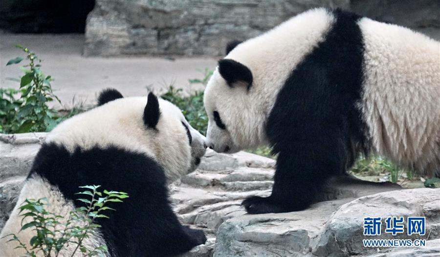 新しい住処となった北京動物園で遊ぶ双子姉妹パンダの「萌宝」と「萌玉」（10月13日撮影・李欣）。