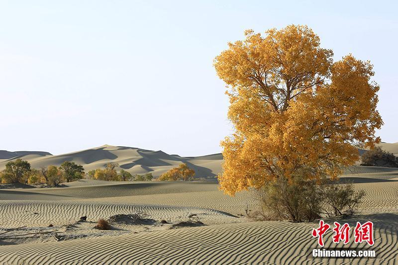 新疆維吾爾（ウイグル）自治区タリム川下流の砂漠地帯で、黄葉の見ごろを迎えたコトカケヤナギ（撮影・焦銀輝）。 