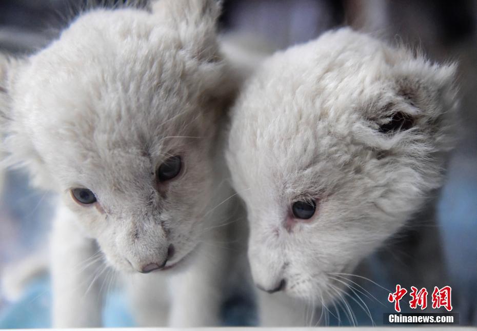 11月2日、初公開されたオスメス双子の赤ちゃんホワイトライオン（撮影・張勇）。