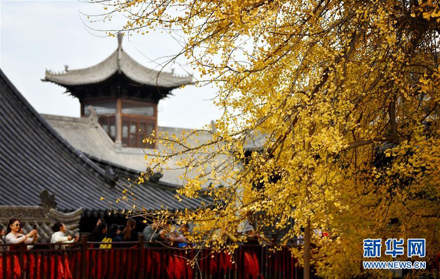 黄金色に染まった樹齢千年のイチョウ　陝西省西安市