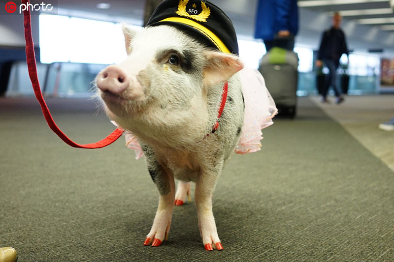 癒された？世界初の「セラピー豚」が米空港で活躍