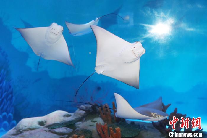 新年を前に南京の水族館に可愛い海の動物たちが仲間入り　江蘇省