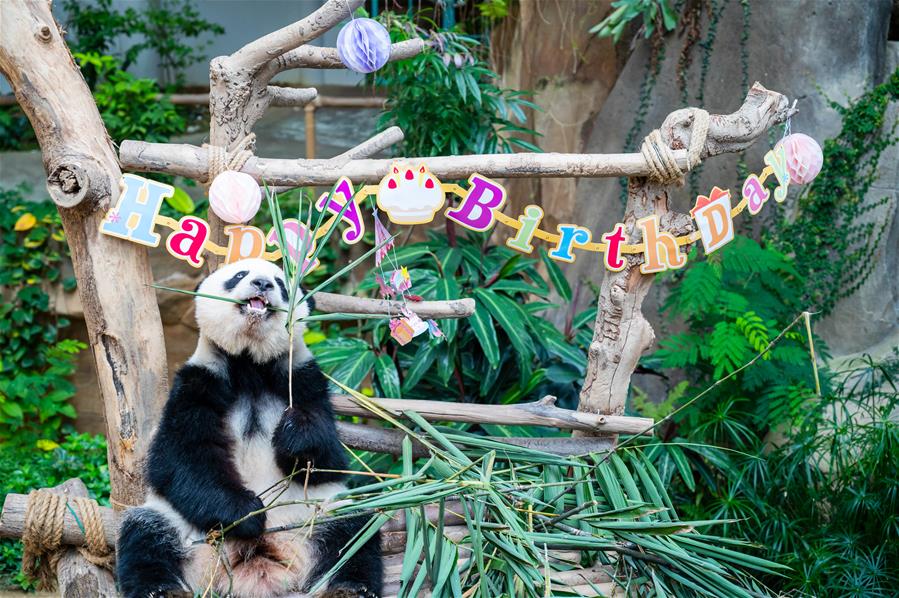 マレーシア国立動物園で、誕生日のご馳走を頬張るパンダの「誼誼」（ 1月14日に撮影・朱煒）。