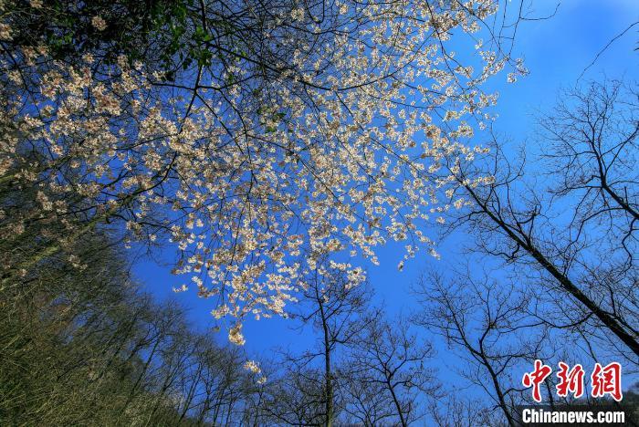 美しい春の景色広がる浙江省　野生の桜が満開に