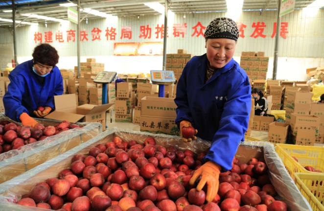 4月15日、甘粛隴南市礼県塩官鎮良源果業ECセンターで、リンゴのピッキング作業をする女性ら。オンラインで販売されたリンゴはトラックに積み込まれ全国各地へ発送される。李旭春/人民図片
