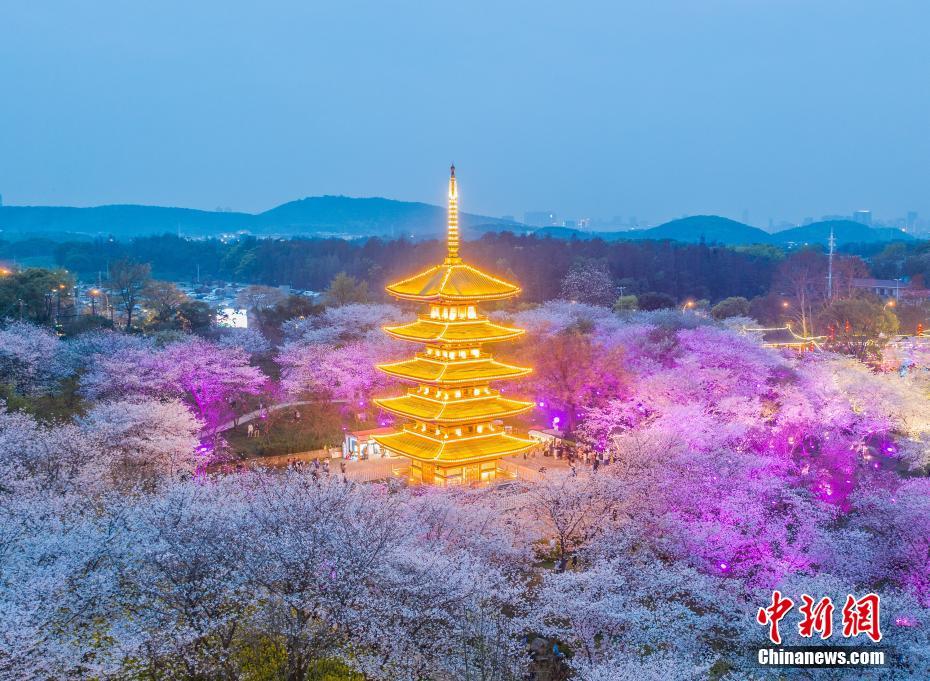 3月14日、武漢東湖桜花園の夜景（撮影・趙広亮）。