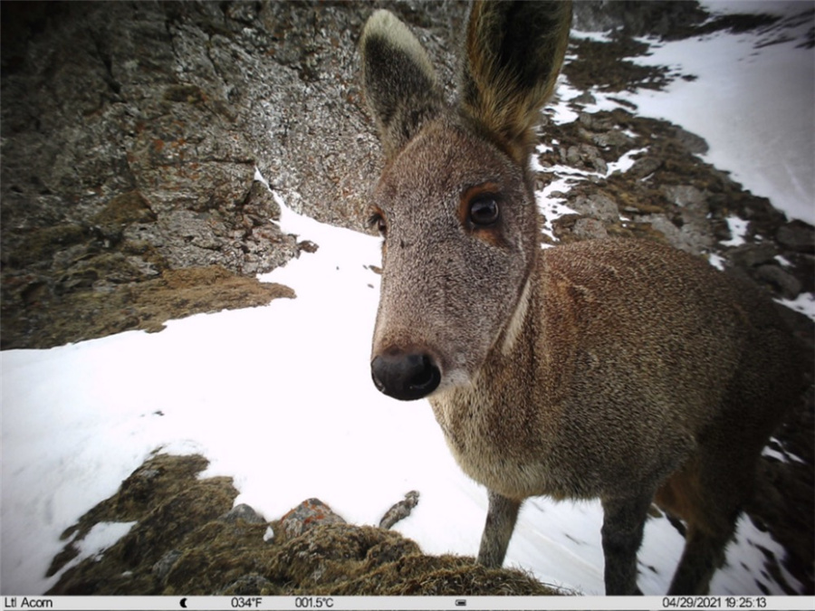 第2回チベット高原総合科学調査、7種の国家希少野生動物を確認