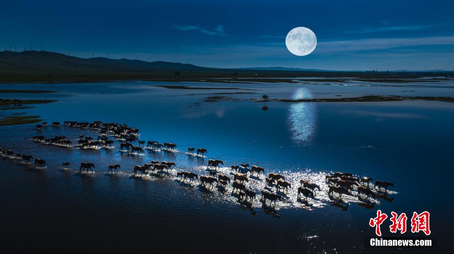 水面に映った月と川を渡る馬の群れ（撮影・武飛虎）。