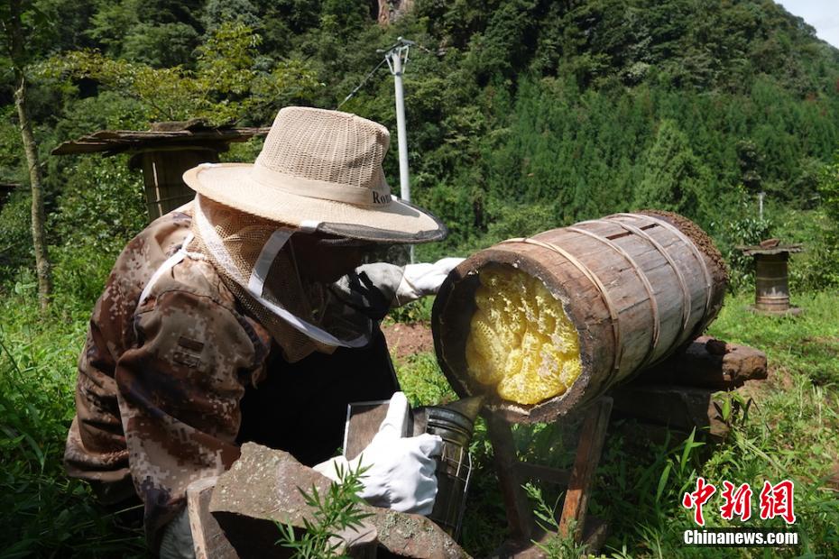 煙で燻し、巣箱の中のミツバチを外に追い出してハチミツを採取する熊楚湘さん（撮影・鐘旭娟）。