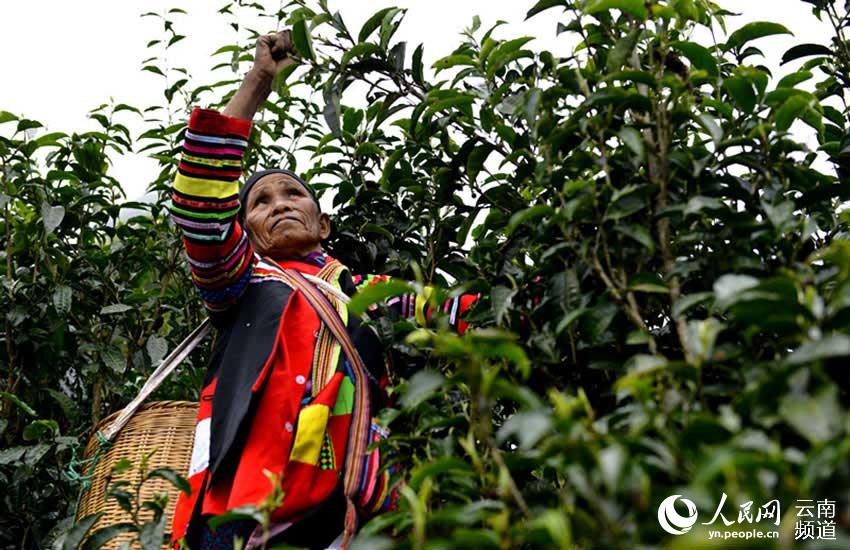 茶摘みをする勐宋郷の少数民族の女性（撮影・佐連江）。